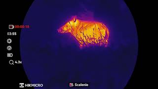 Dzik Lornetka termowizyjna Hikmicro Habrok 4k [upl. by Enohsal]