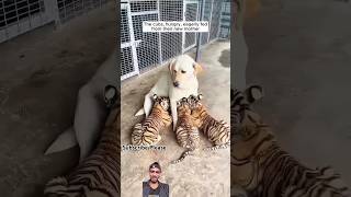 Baby Tiger बाघ 🐅 amp Dog कुत्ता 🐕 एक साथ रहने लगे 😱 trending tiger dog shorts [upl. by Acnalb]