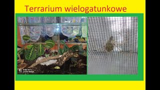 158 Terrarium wielogatunkowe  aktualizacja [upl. by Sapphire963]