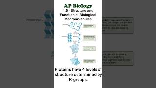 AP Bio  15 Part 2  Protein Structures apbiology biochemistry [upl. by Drauode]