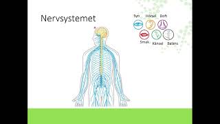 Nervsystemet [upl. by Onofredo]