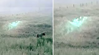 Farmer Cant Believe His Eyes After Seeing Creature on Trail Camera [upl. by Tadeas735]