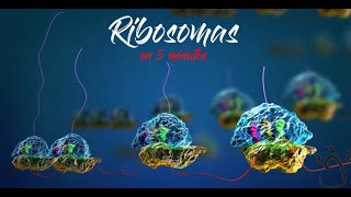 Ribosomas ¡en 5 minutos [upl. by Anayra]