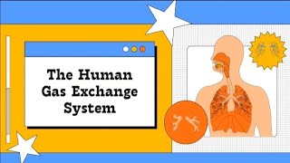 Human Gas Exchange System And It works [upl. by Weismann974]