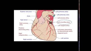 Remote ischemic preconditioning introduction [upl. by Zahavi920]