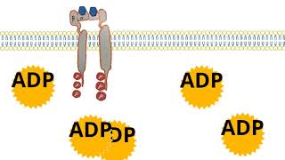 tyrosine kinase insulin receptor [upl. by Buffy671]