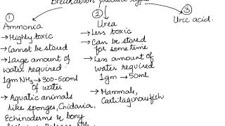 AMMONOTELISM UREOTELISM AND URICOTELISM HUMAN PHYSIOLOGY CH19 PART 2 ISCCBSE 11 [upl. by Ettevets223]