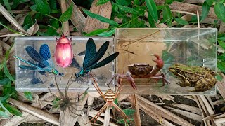 hunt damselfly and water insects spider bug water stick insect crab frog [upl. by Melentha]