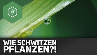 Transpiration Wie schwitzen Pflanzen [upl. by Geier32]