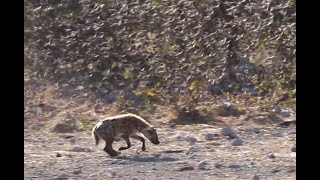 Spotted hyena hunting small birds [upl. by Layman]