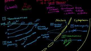 Regulation of Gene Expression Overview [upl. by Marjy317]