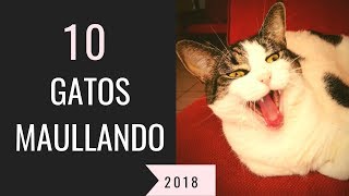 10 gatos maullando mucho y fuertePara molestar a tu gato o perro HD Sound Effect [upl. by Hasen]