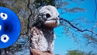 This is not an urban legend it is real  Potoo [upl. by Hau]