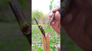 Grafting a grape tree Grafting satisfying [upl. by Leonore962]