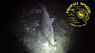 barbel fishing at sava river [upl. by Pritchett]