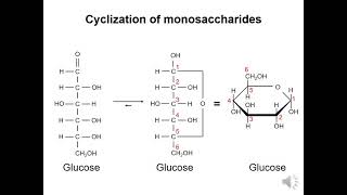 Carbohydrates 2  Cyclization of monosaccharides [upl. by Broddy]