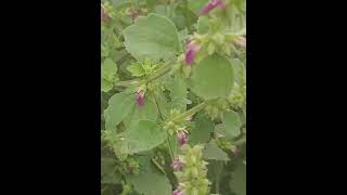 Honey bee enjoying Anisomeles indica FlowerIndian CatmintLottoChokoAdyant nature viralshort [upl. by Alaikim995]