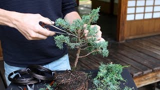 How to create a Bonsai tree DIY [upl. by Fae179]