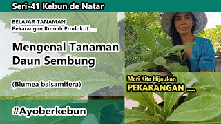 Mengenal Daun Sembung  Blumea balsamifera [upl. by Dibb]