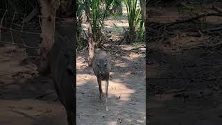 Un venado [upl. by Sachsse]