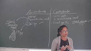 Lec 35 Class 11 Animal Kingdom Distinguish Agnathostomata and Gnathostomata [upl. by Izy]