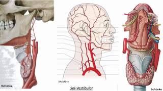 Vascularização da cabeça e pescoço  Artéria carótida externa [upl. by Hajed876]
