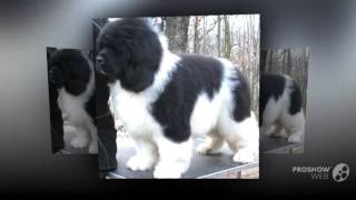 Landseer Dog breed [upl. by Anaeda]