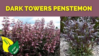 Dark Towers Penstemon  Beardtongue  Perennial [upl. by Nylyram734]