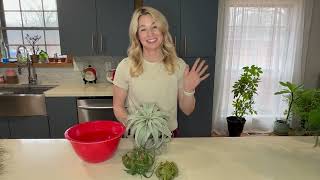 How to Water and Care for the Tillandsia Xerographica [upl. by Justine505]