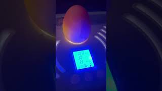 Update on eggs [upl. by Iuq]