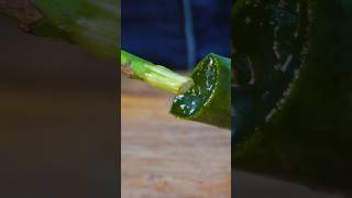 L’ALOE VERA facilite le bouturage des plantes aloevera [upl. by Sirej]