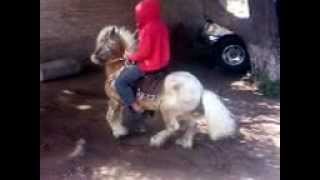 PONY BAILADOR EN VENTA  JOSE LOPEZ MONTANDO AL FANTASMA 2da parte3gp [upl. by Cindy]