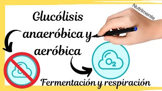 Glucólisis anaeróbica y aeróbica FERMENTACIÓN Y RESPIRACIÓN [upl. by Alexi]