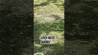 LOCH NESS QUÉBEC nature scary monstre monster [upl. by Yrro]