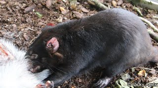 Tasmanian Devil Feedingtime  Zoo Copenhagen [upl. by Rexferd]