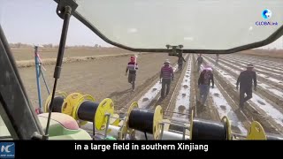 GLOBALink  Xinjiang cotton harvest Foreign friends ask us these questions [upl. by Nelli]