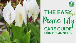 The Easy Peace Lily Plant Care Guide for Beginners  Houseplant Resource Center [upl. by Najar766]