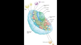 5 General HistologyNucleusfor dental students [upl. by Squires41]