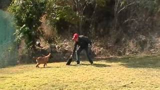 Adiestramiento canino en monterrey nuevo leon FARGO PBM REGIOCAN [upl. by Charmion]