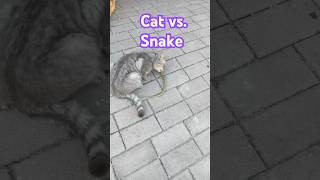 Cat vs Snake This Cat Actually Dares to Eat a Snake 🐍😮 CatEatsSnake CatVsSnake wildcats [upl. by Elamor]