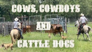 RAISING BEEF CATTLE FOR BEGINNERS – Cows Cowboys and Cattle Dogs [upl. by Ecirtemed525]