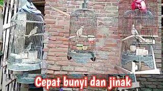 MERAWAT BURUNG PERKUTUT TANGKAPAN CEPET MAKAN dan BUNYI❗ [upl. by Bowyer]