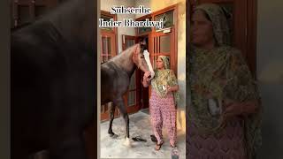 punjabi horselover horse horseriding love punjabisong newsong song music pet [upl. by Belcher]