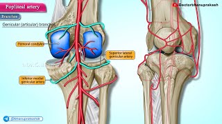 Popliteal Artery Anatomy Animation🩺✨ [upl. by Giffie400]