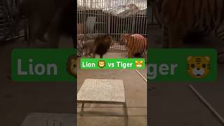 Tiger vs Lion – When the King Meets His Match 🐯🦁 shorts viralvideo [upl. by Aelahs]