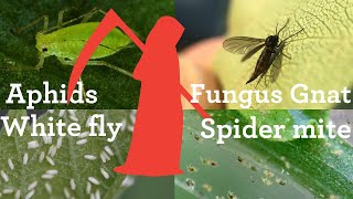 How to kill aphids whitefly spider mite mealy bugs on your system [upl. by Jolie493]