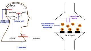 Parkinsons Pharmacology [upl. by Lowis]