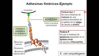 2 Patogenicidad Bacteriana I [upl. by Lokcin]