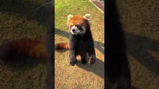 WOW adorable red panda🍼🍼🍼 amsr foryou ailurusfulgens redpanda fpy zoo cute [upl. by Julian]