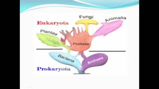 biologie cellulaire [upl. by Chaworth]